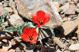 Image of Tulipa korolkowii Regel