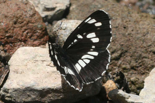 Image of Neptis rivularis ludmilla Nordmann 1851