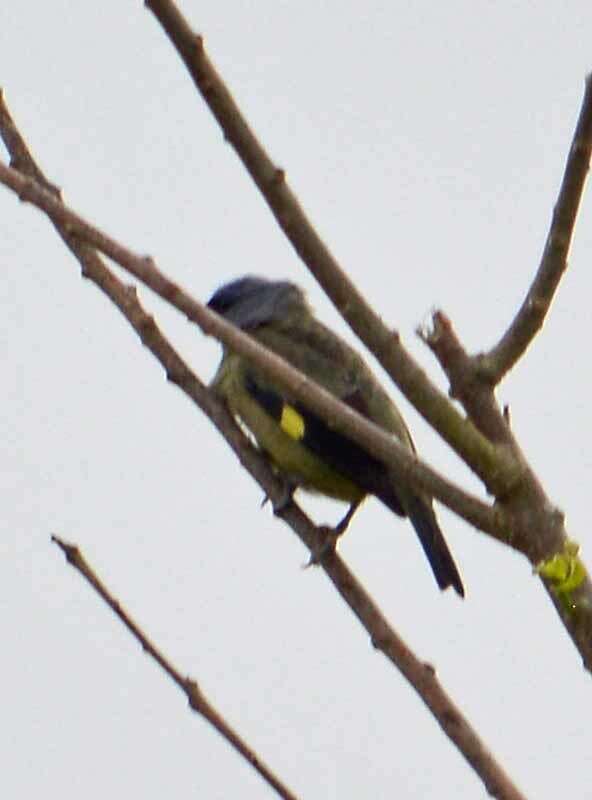 Image of Yellow-winged Tanager