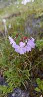 Image of Primula munroi Lindl.