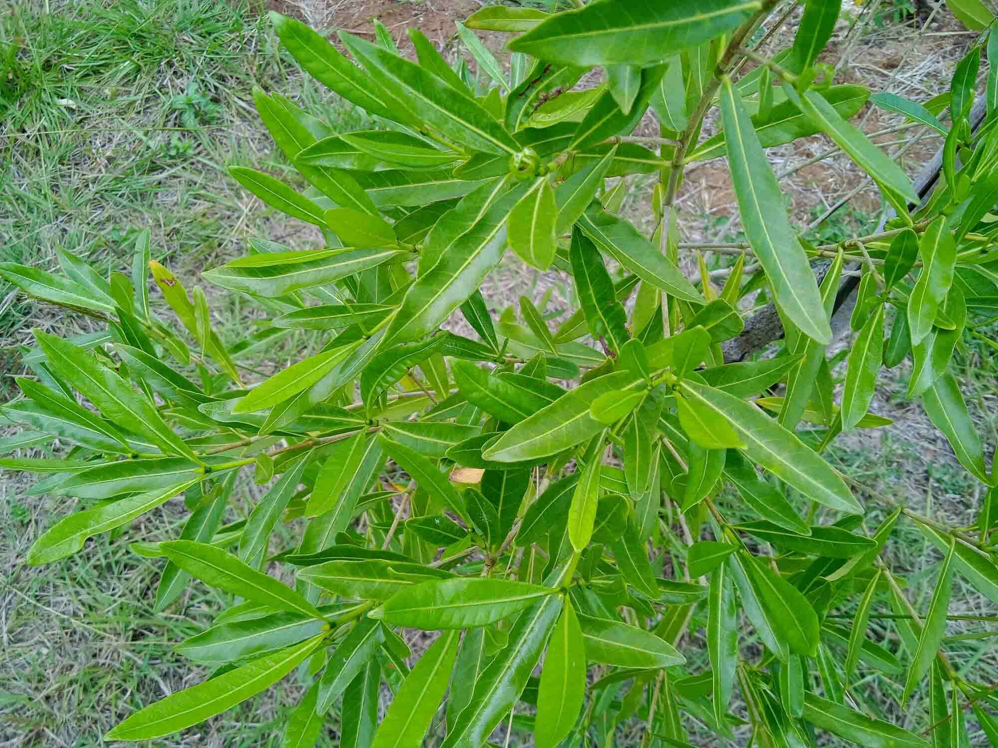 Image of Gardenia urvillei Montrouz.