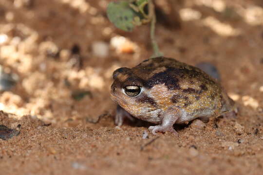 Image of Namaqua Rain Frog