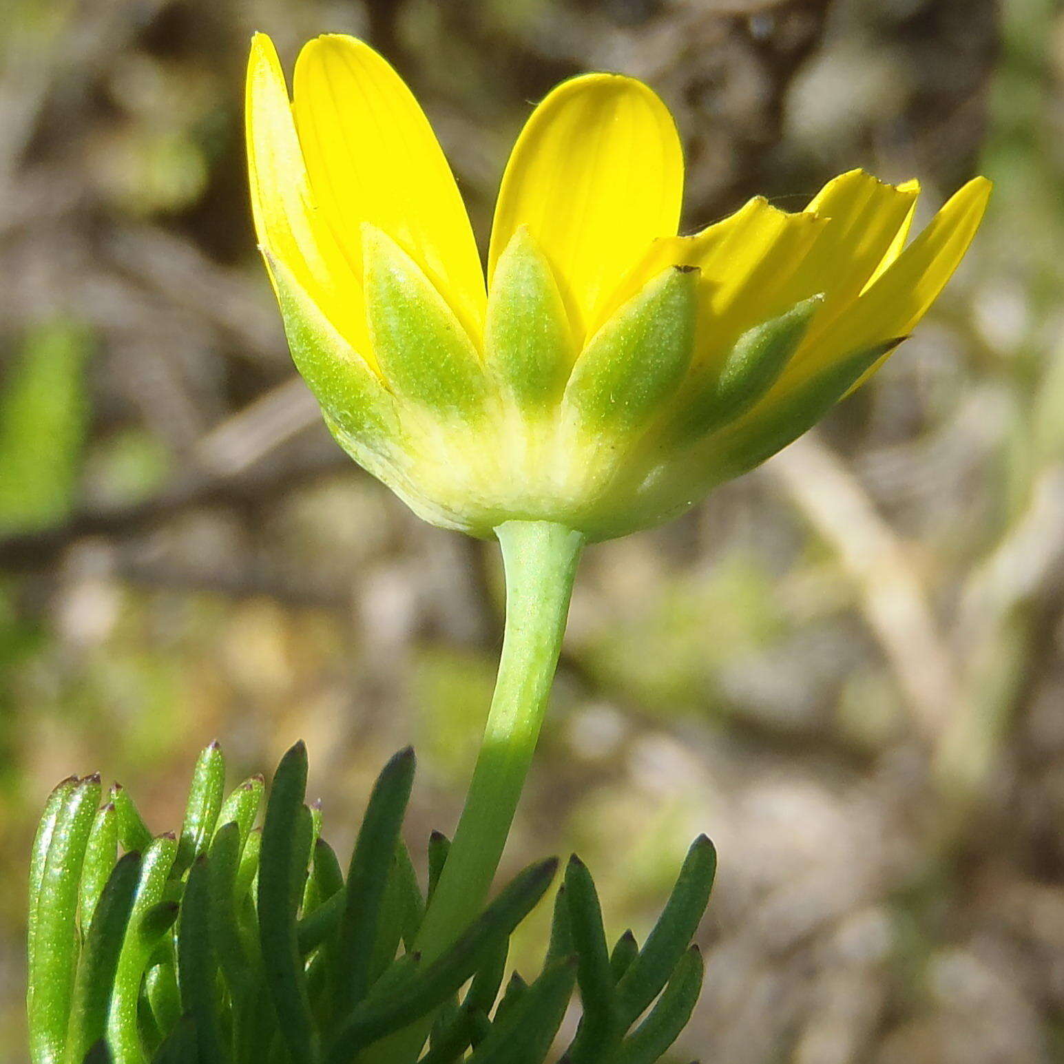 Image of Euryops pinnatipartitus (DC.) B. Nordenst.