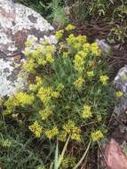 Image of yellow nailwort