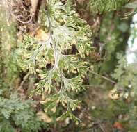 Image of Hymenophyllum krauseanum Phil.