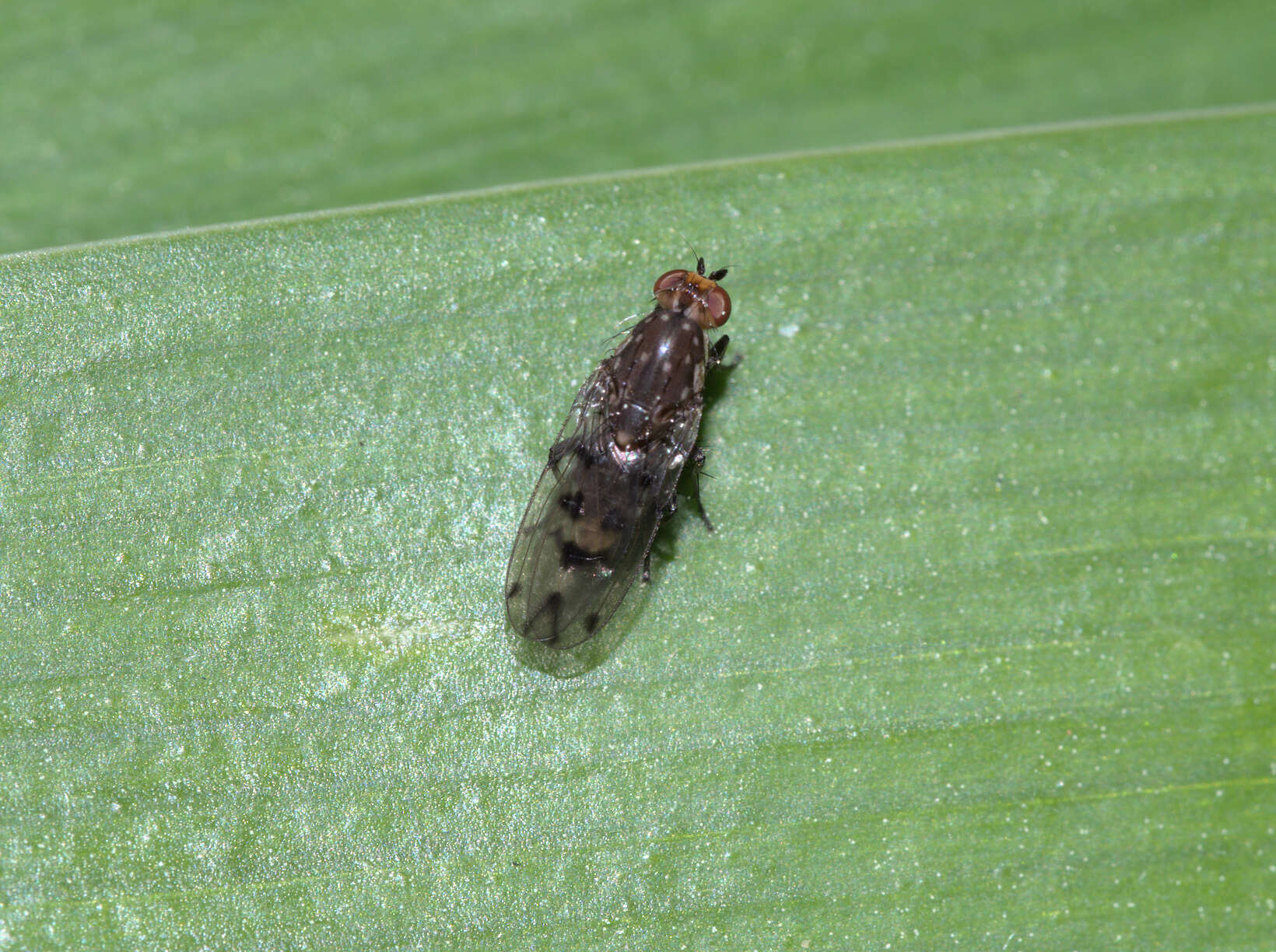 Image of Diplogeomyza hardyi McAlpine 1967