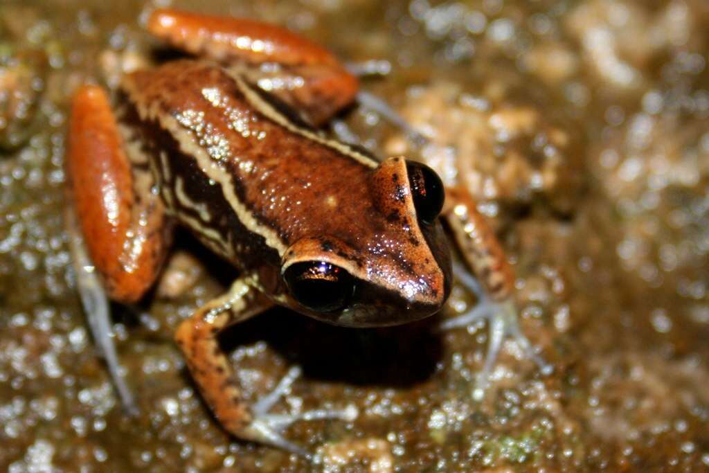 صورة Eleutherodactylus richmondi Stejneger 1904