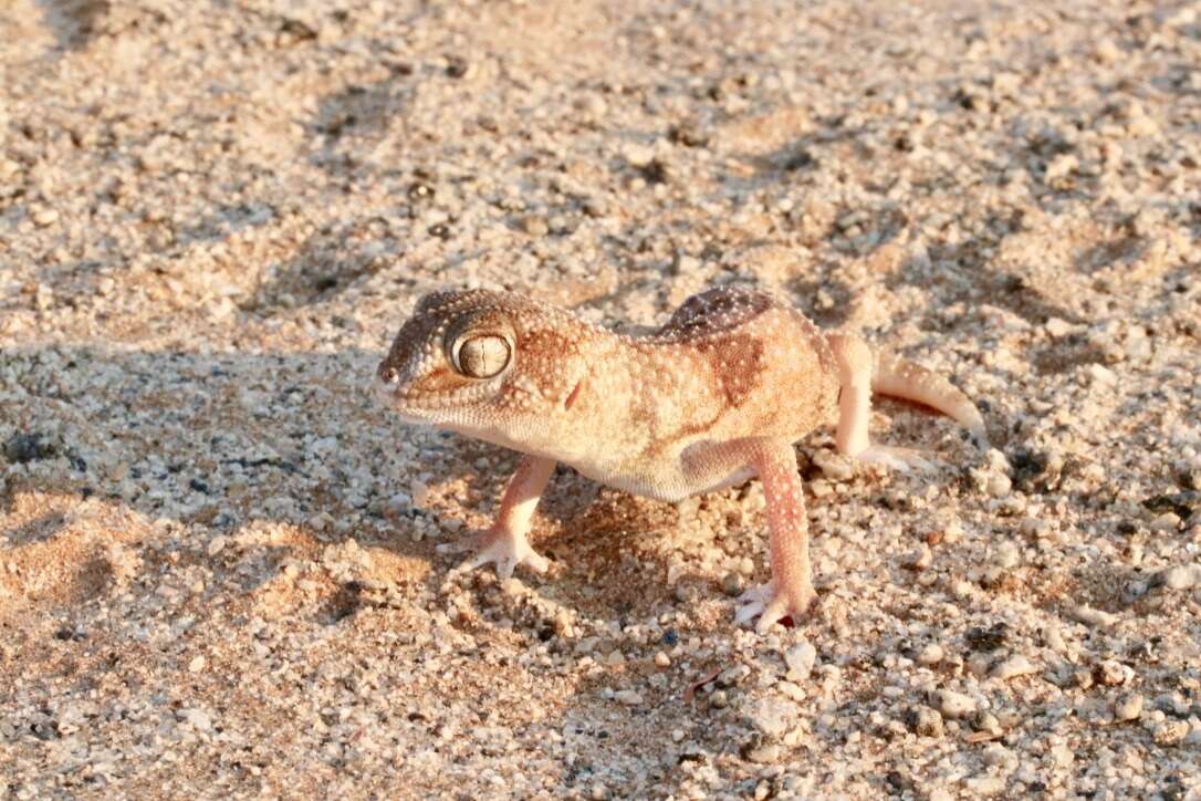 Chondrodactylus angulifer Peters 1870 resmi