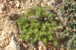 Image of Ajuga chamaepitys subsp. chia (Schreb.) Arcang.
