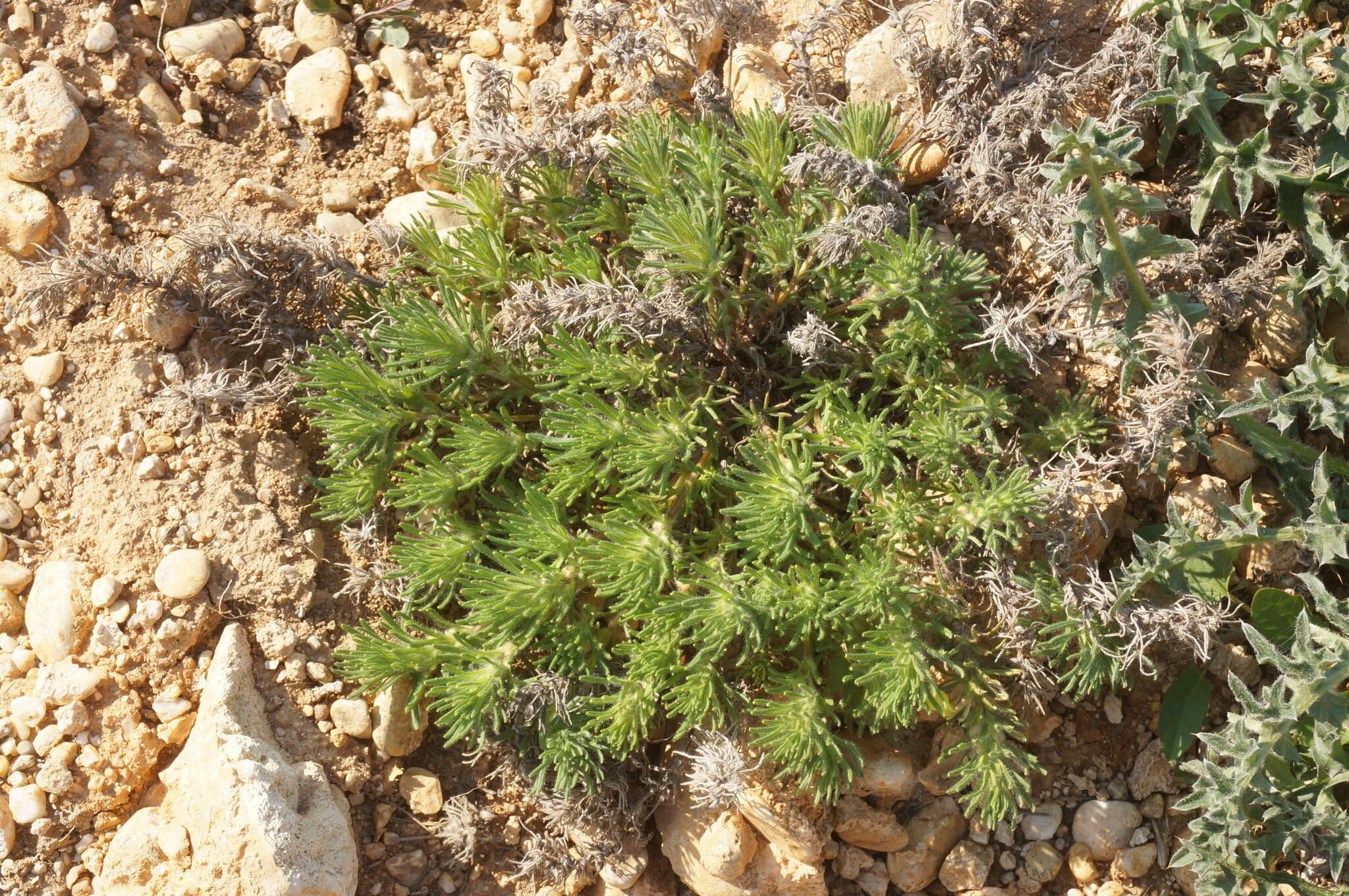 Image of Ajuga chamaepitys subsp. chia (Schreb.) Arcang.