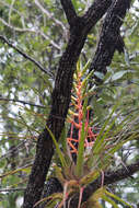 Image of Tillandsia werner-rauhiana Koide & Takiz.