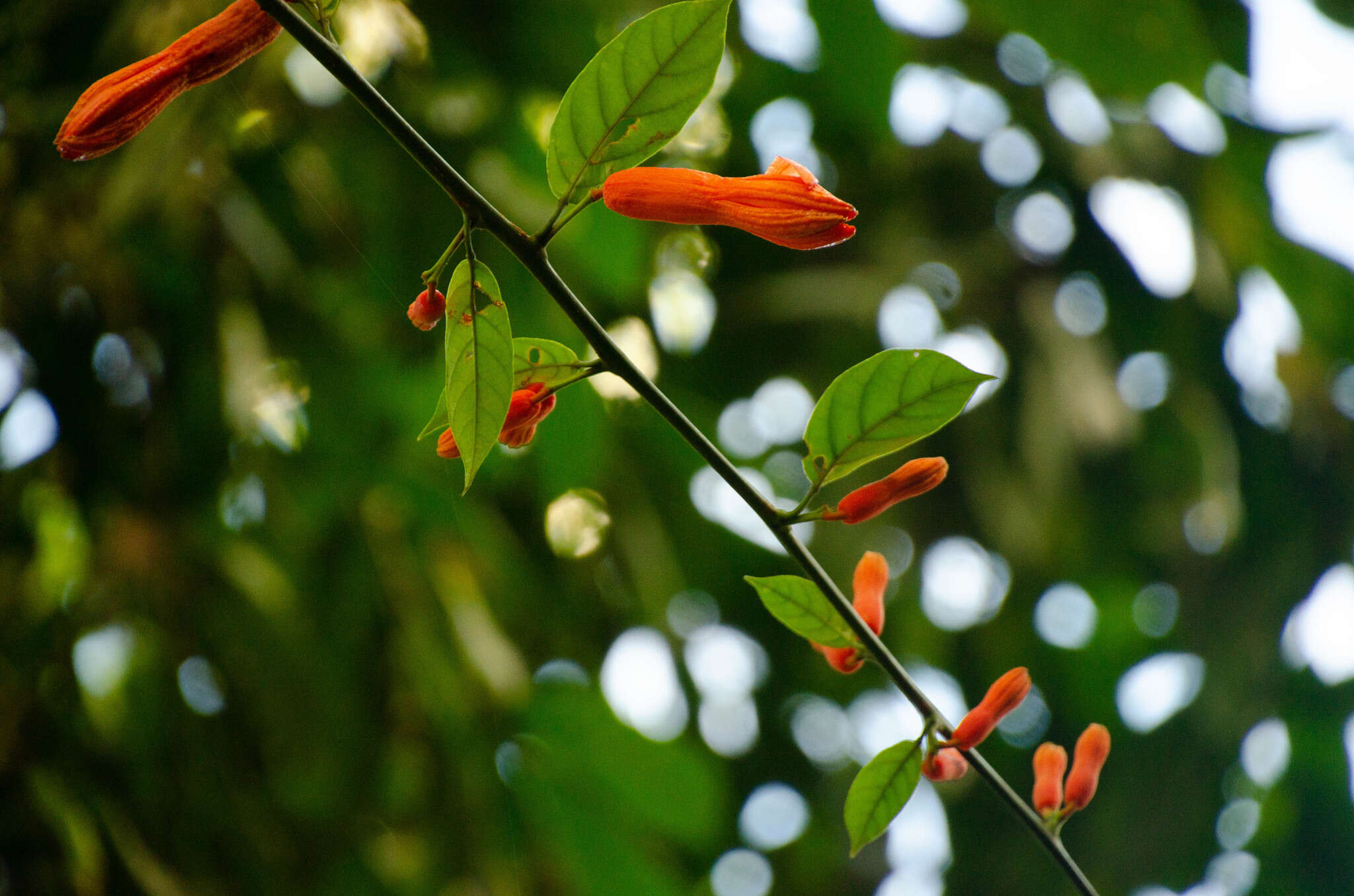 Image de Passiflora spinosa (Poeppig & Endlicher) Masters