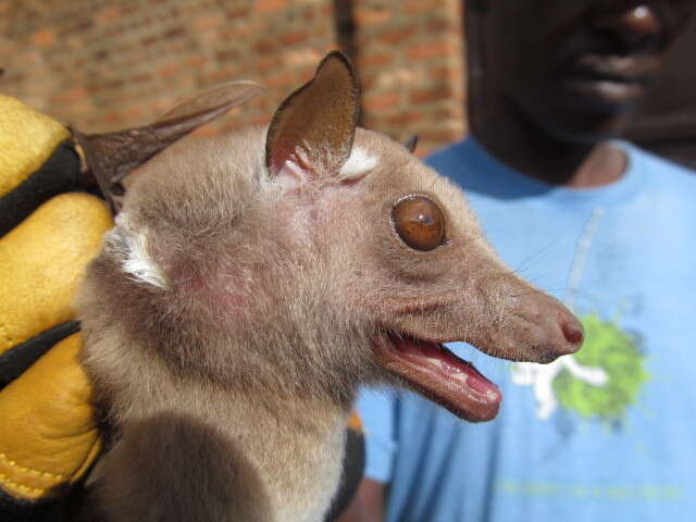 Image of Ethiopian Epauletted Fruit Bat