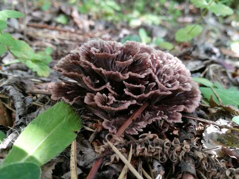 Thelephora caryophyllea (Schaeff.) Pers. 1801 resmi