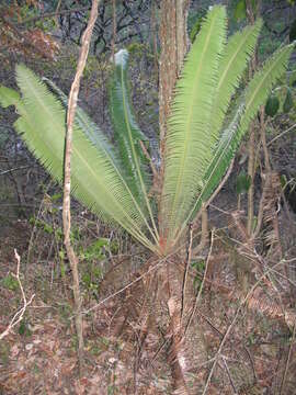 Image of Cycad