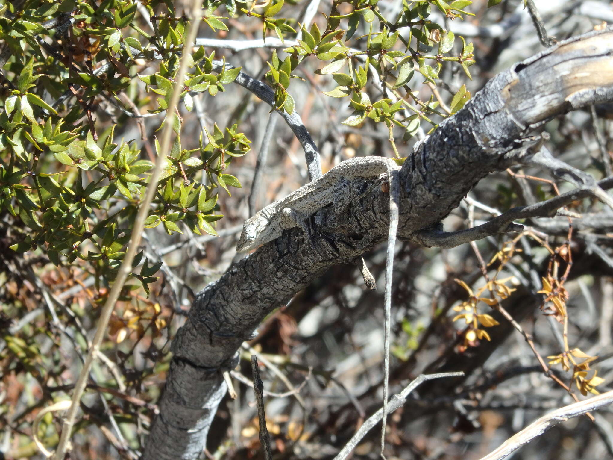 Image of Brush Lizard