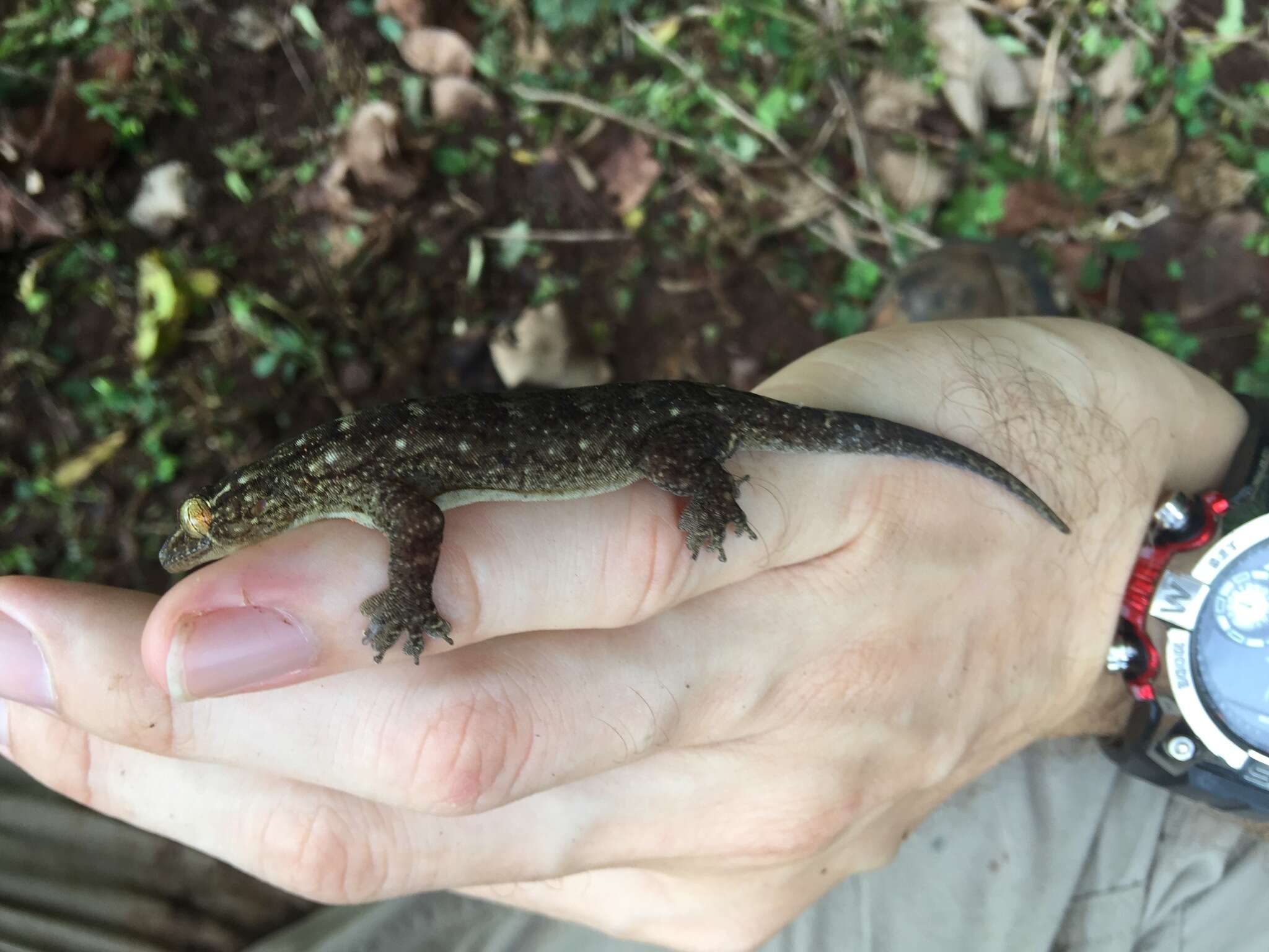 Image of Oceania Gecko