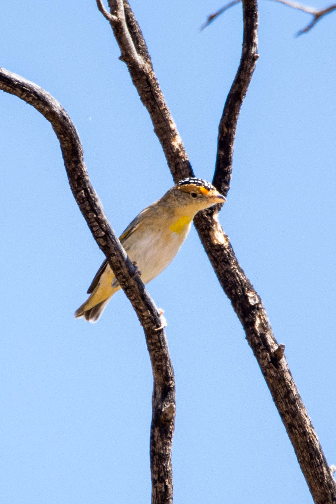 Imagem de Pardalotus rubricatus Gould 1838