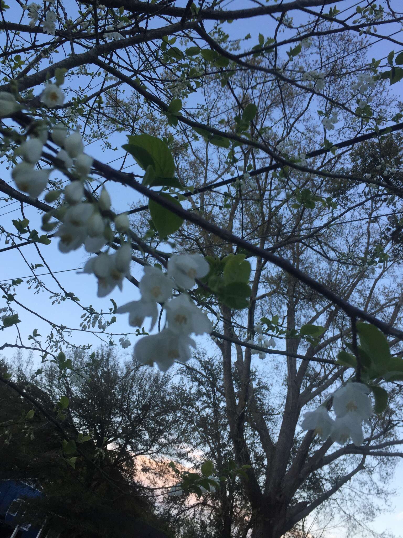 Plancia ëd Halesia diptera J. Ellis