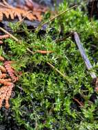 Image of calliergon moss