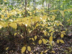 Image of alternateleaf dogwood