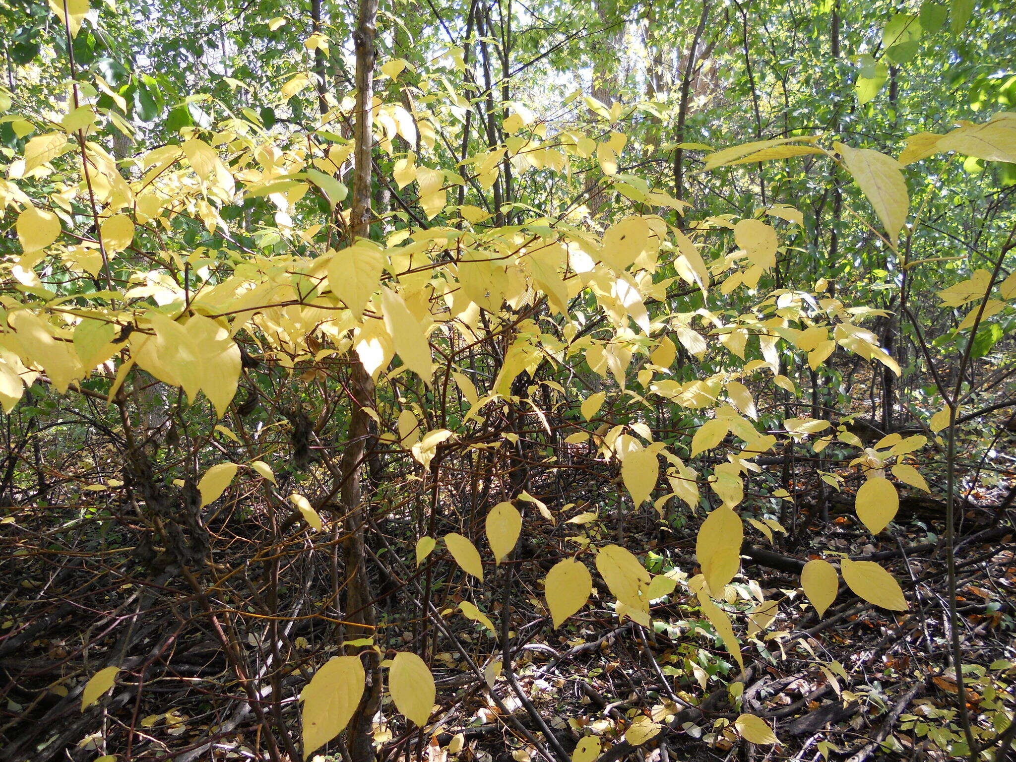 Image of alternateleaf dogwood