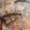 Image of Neosphaleroptera nubilana