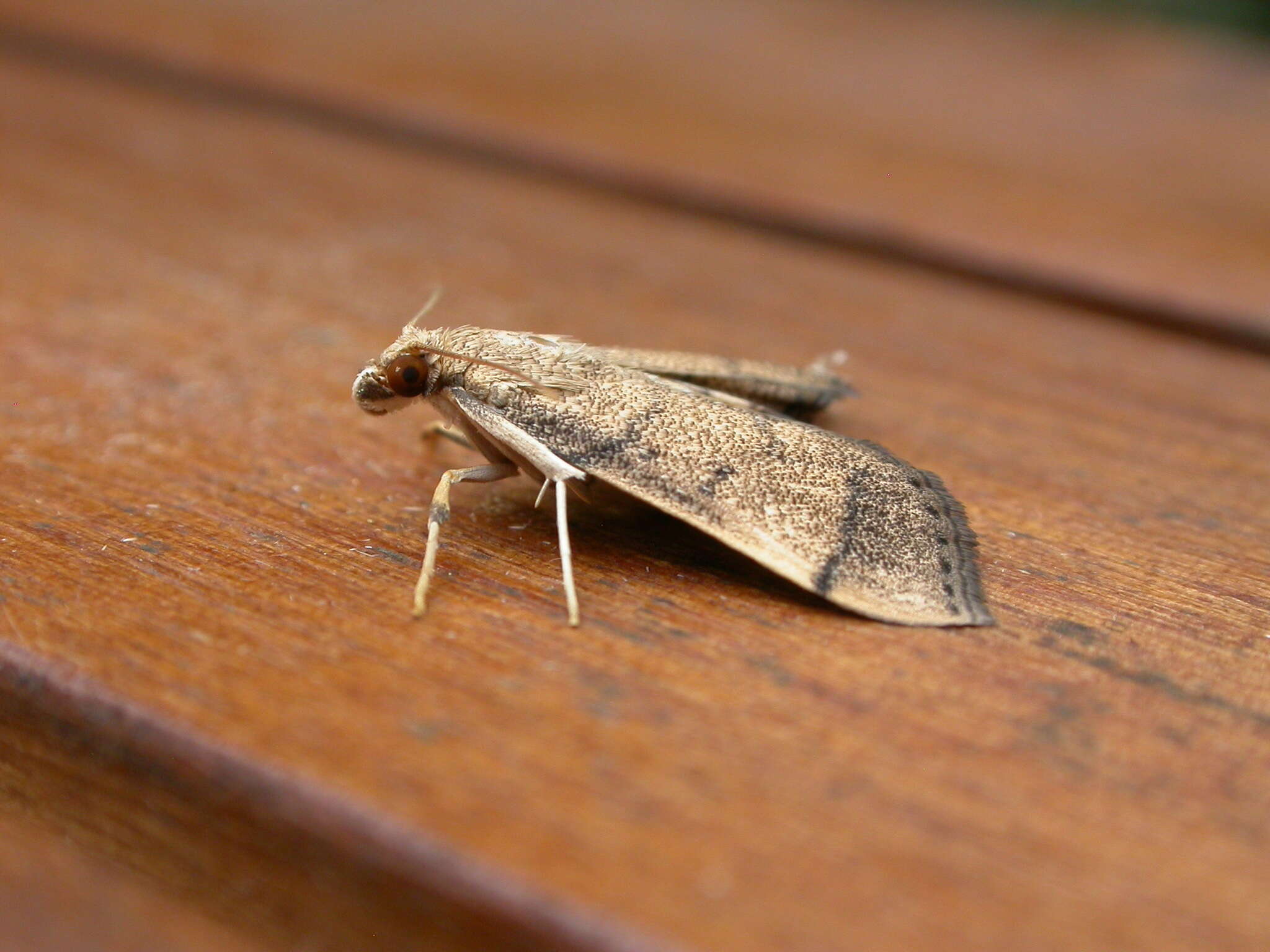 Image of Bean-leaf Webworm Moth