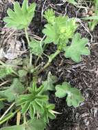 Image of Alchemilla micans Buser