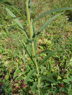 Image of bastard speedwell