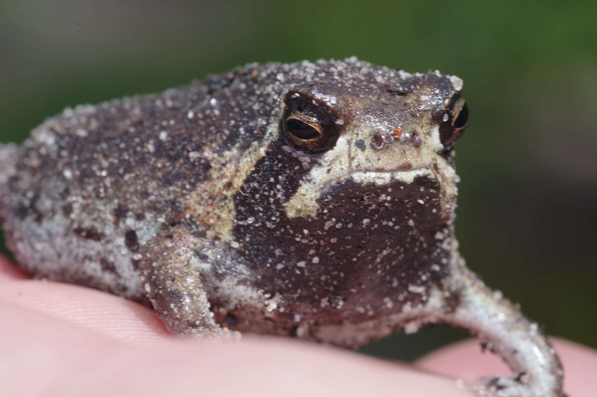 Image of Breviceps ombelanonga Nielsen, Conradie, Ceríaco, Bauer, Heinicke, Stanley & Blackburn 2020