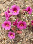 Image of Fremont's monkeyflower