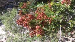 صورة Erica multiflora L.