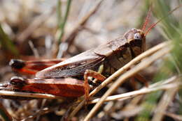 Melanoplus fasciatus (Walker & F. 1870) resmi