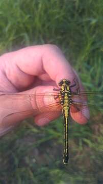 Imagem de <i>Shaogomphus postocularis epophthalmus</i> Selys 1872