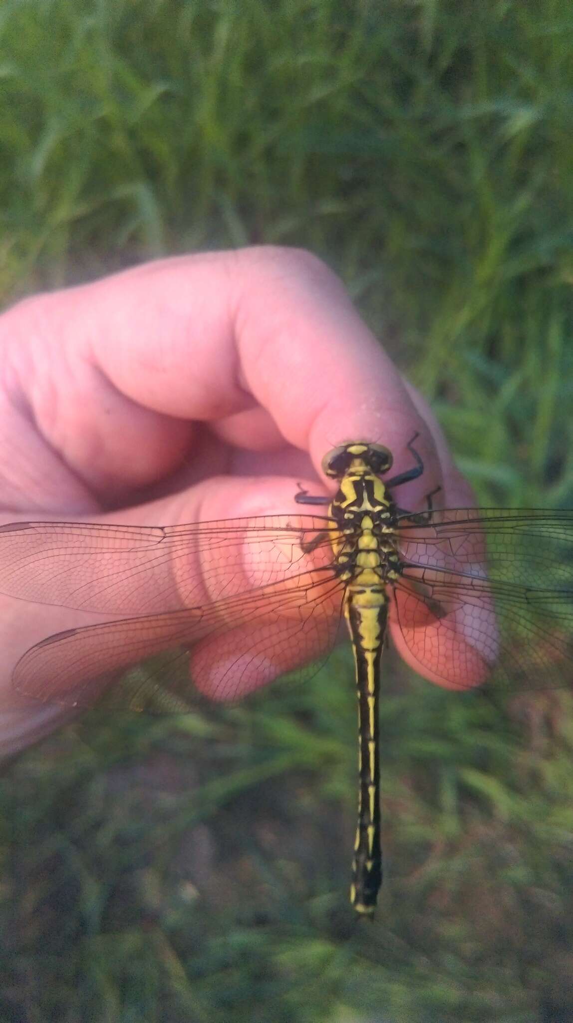 Imagem de <i>Shaogomphus postocularis epophthalmus</i> Selys 1872