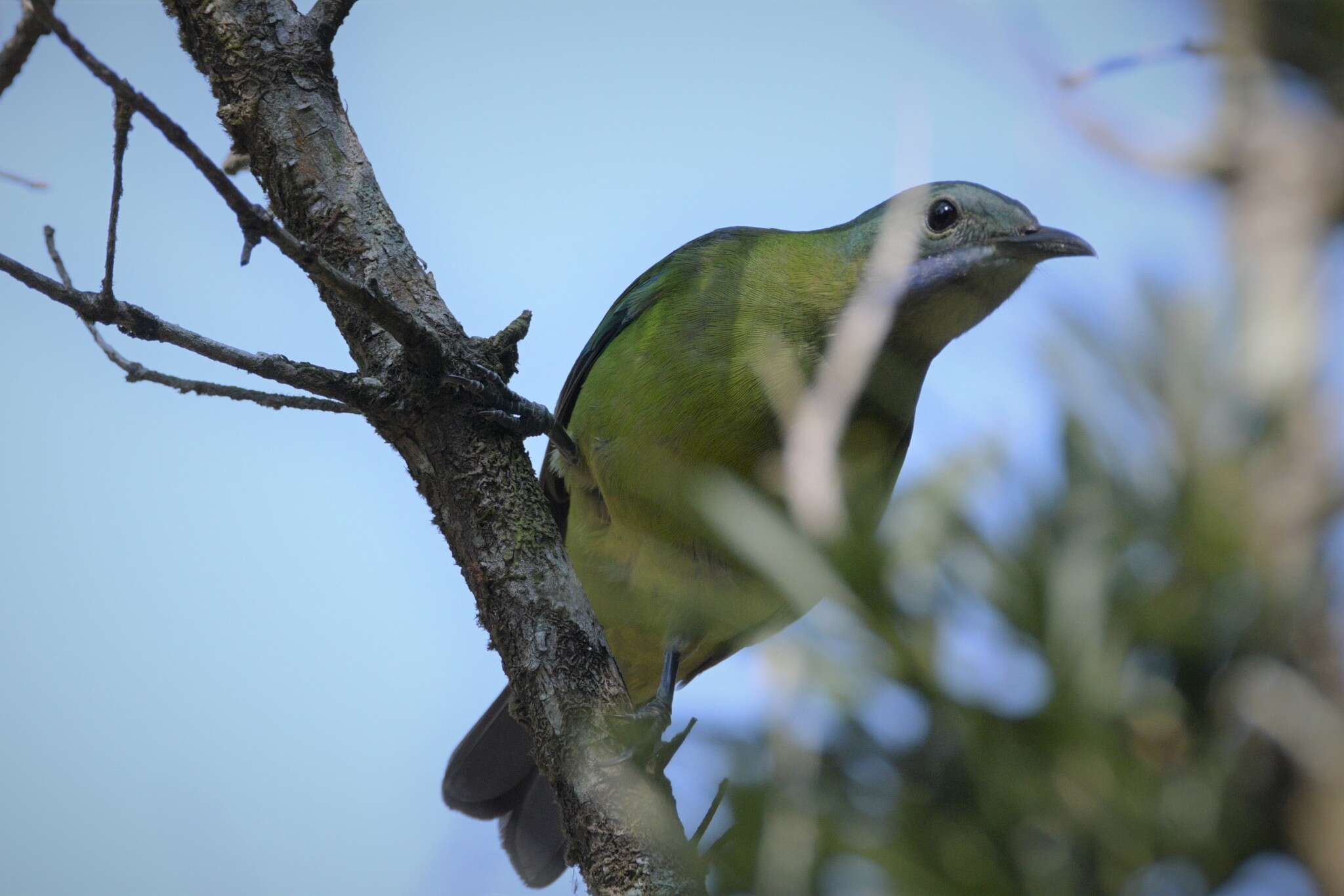 Image of Orange-bellied Leafbird