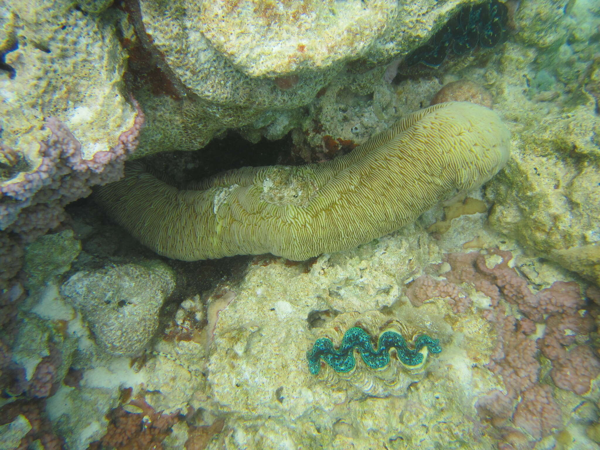 Image of Slipper coral