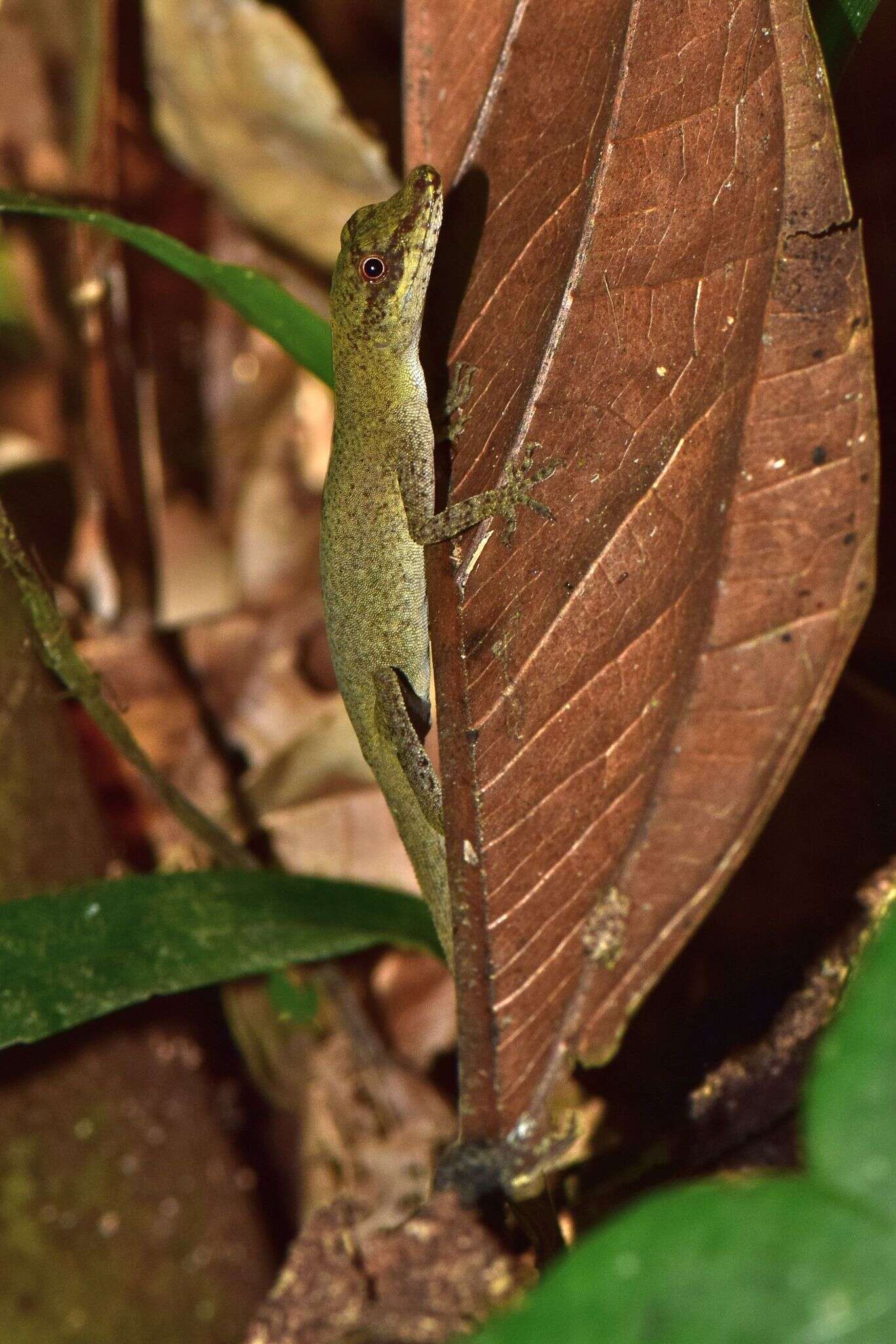 Image of Brown-eared anole