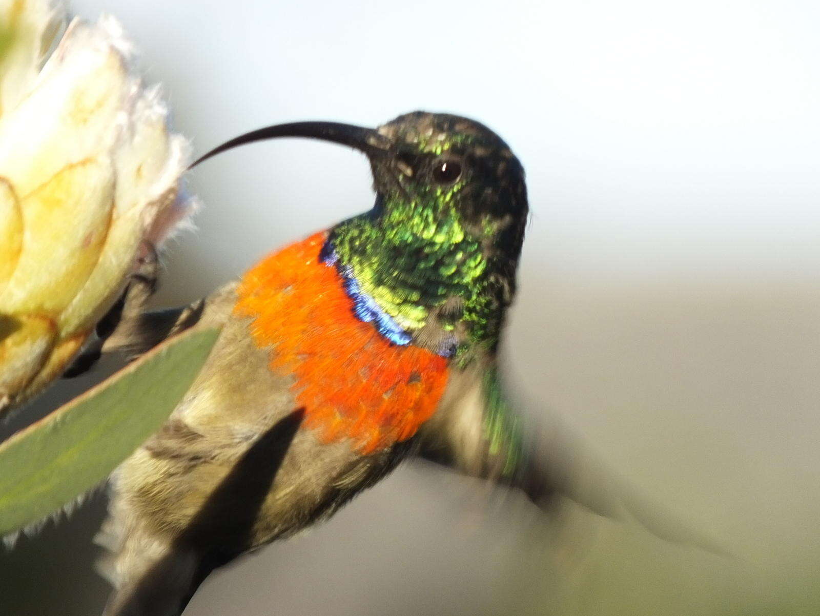 Image of Greater Double-collared Sunbird