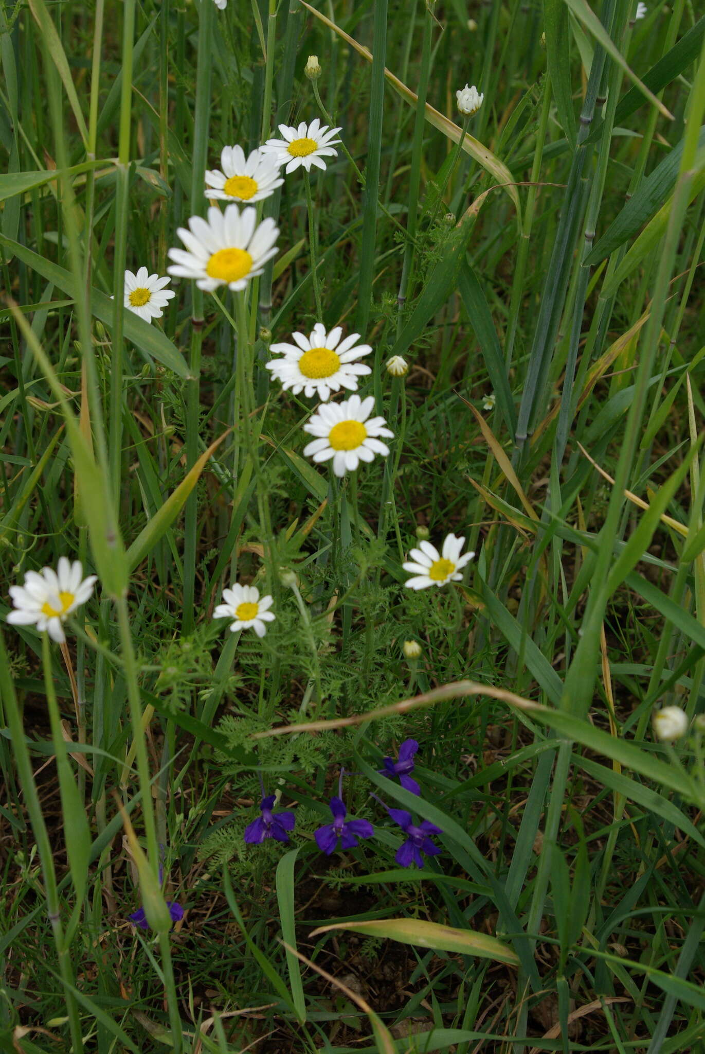 Image of Austrian chamomile