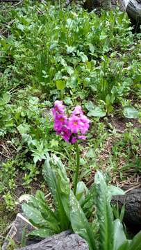 Primula parryi A. Gray resmi