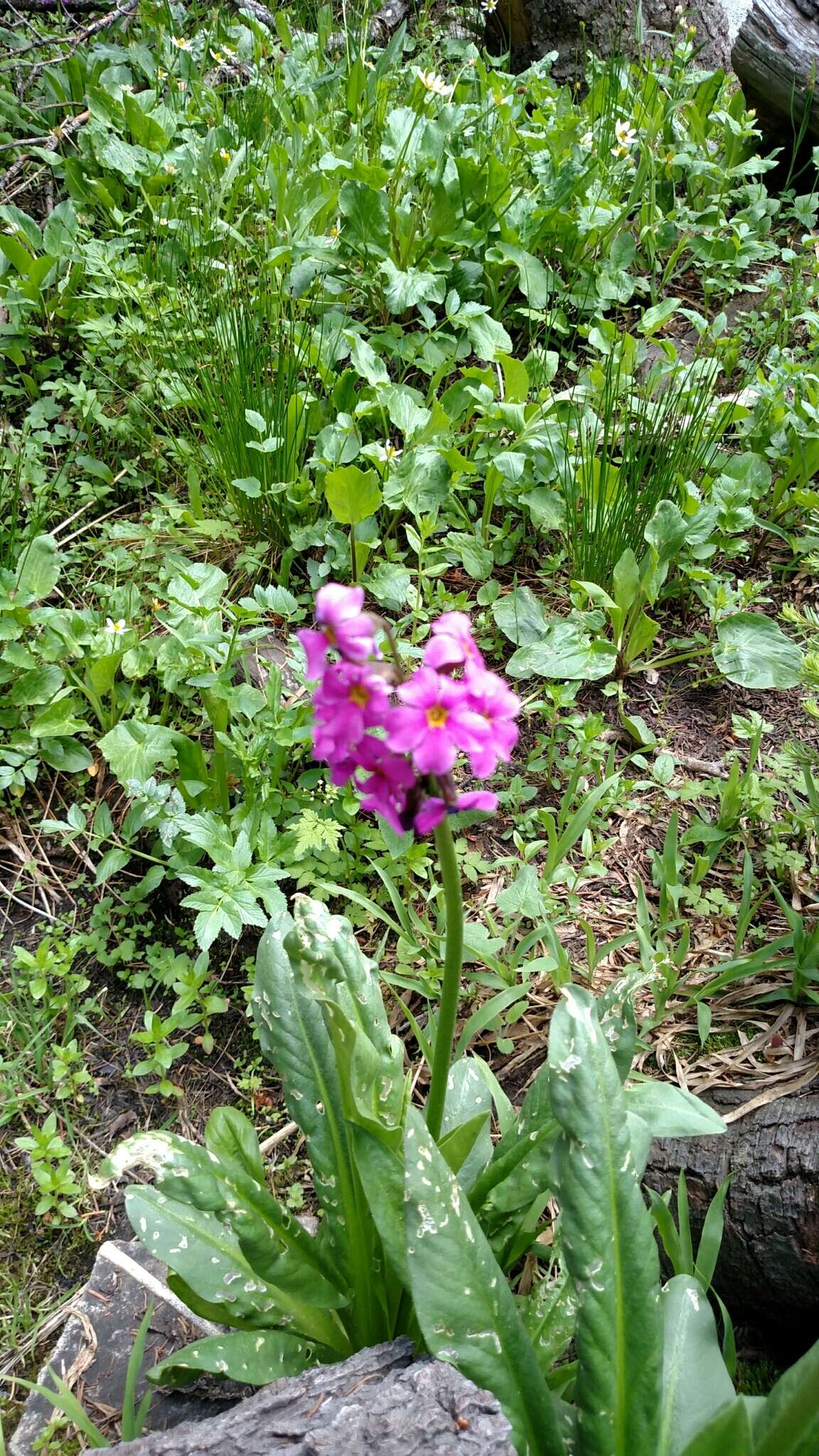 Primula parryi A. Gray resmi