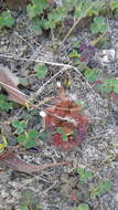 Image of Drosera whittakeri Planch.