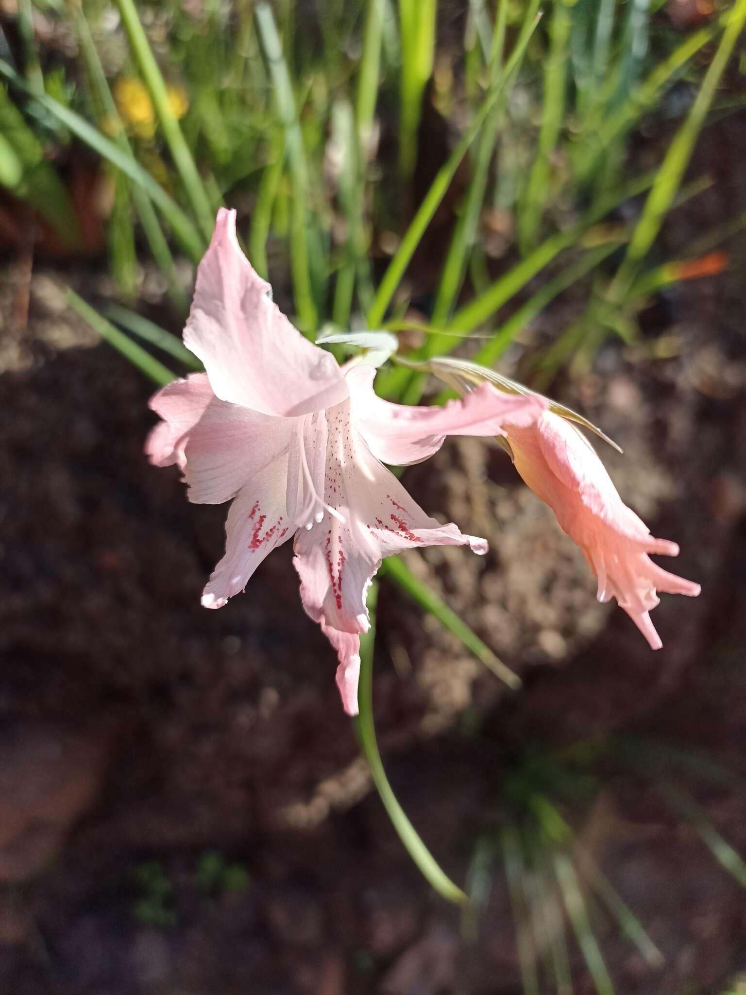 صورة Gladiolus virgatus Goldblatt & J. C. Manning