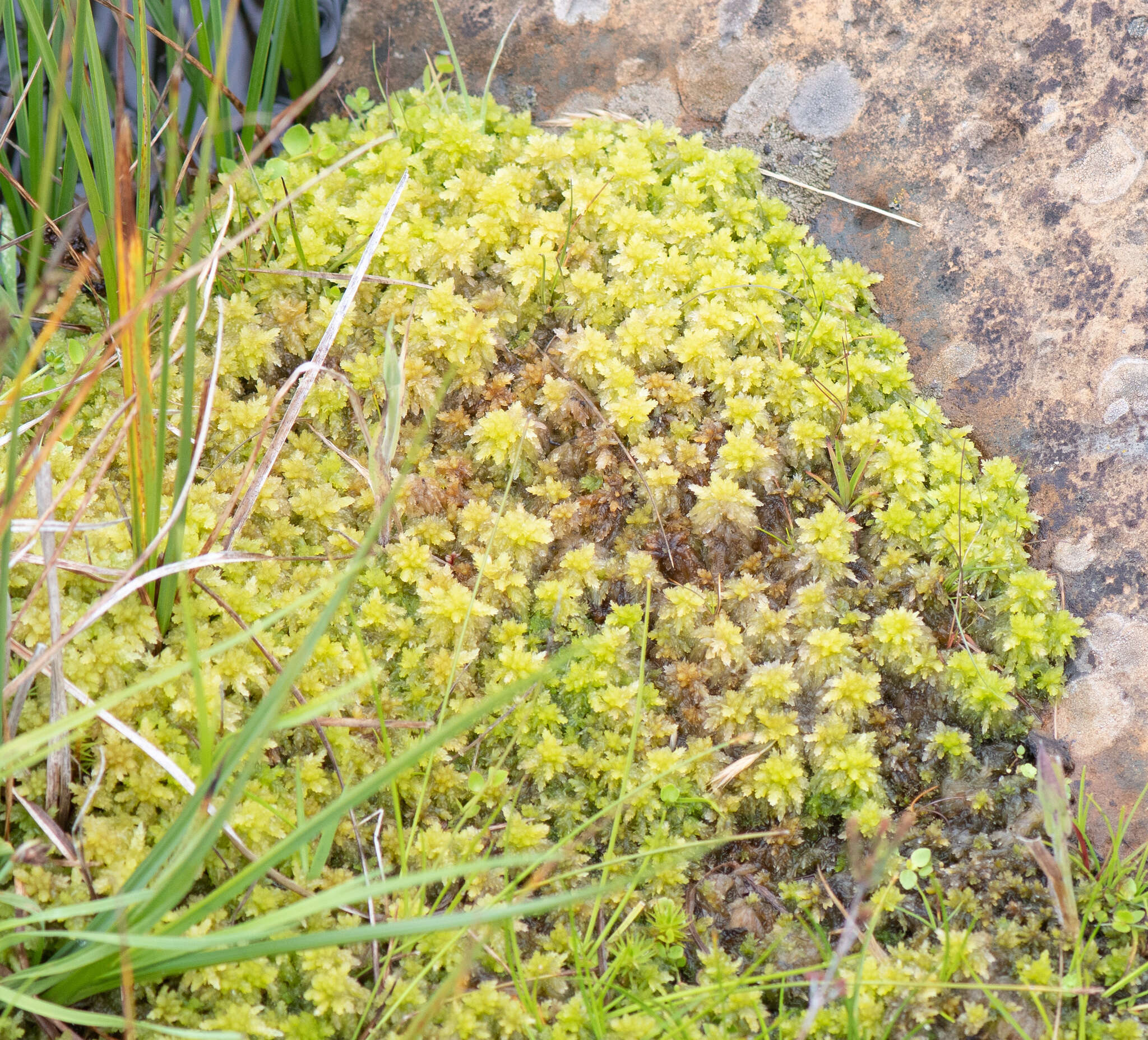 Image of Sphagnum cristatum Hampe 1874