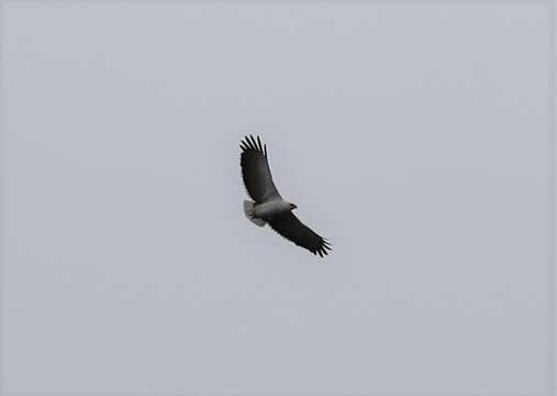 Image of Mantled Hawk