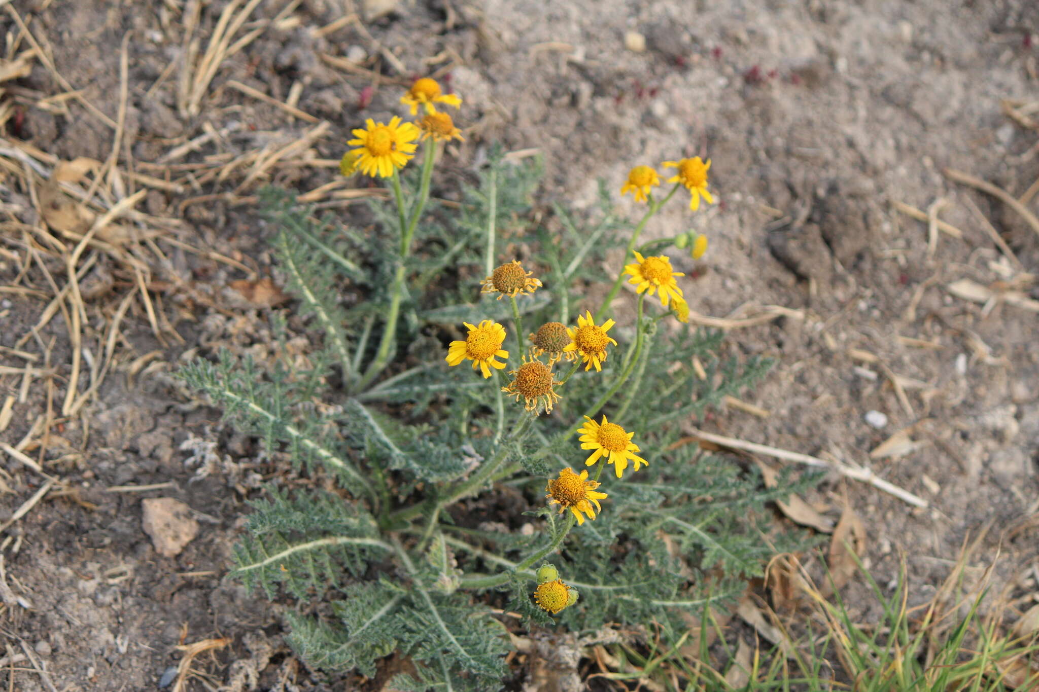 Imagem de Hybridella globosa (Ort.) Cass.