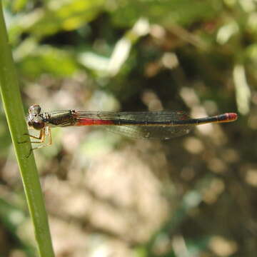 Image of small red damselfly