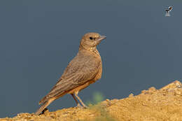 Image of Rufous-tailed Lark